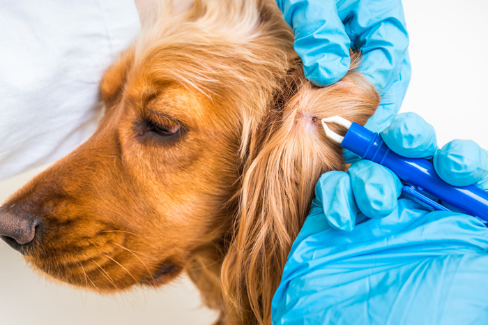 How to Keep Your Dog Free From Tick-Borne Diseases?